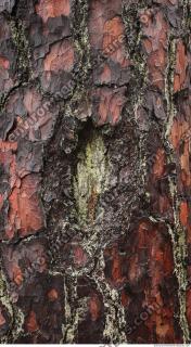 tree bark 0008